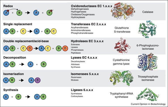 Classes of enzymes